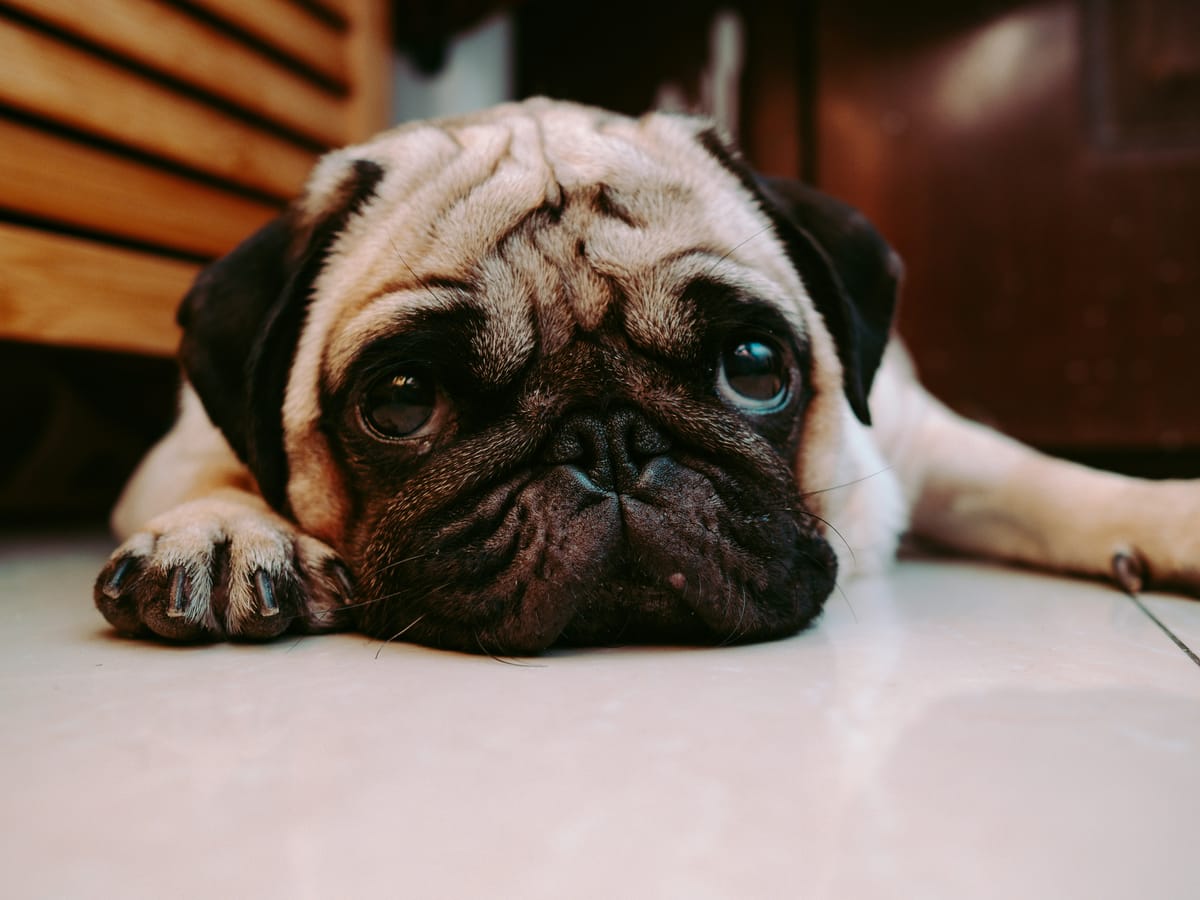 How to Support Pug Rescue in Your Area: More Than Just Donations