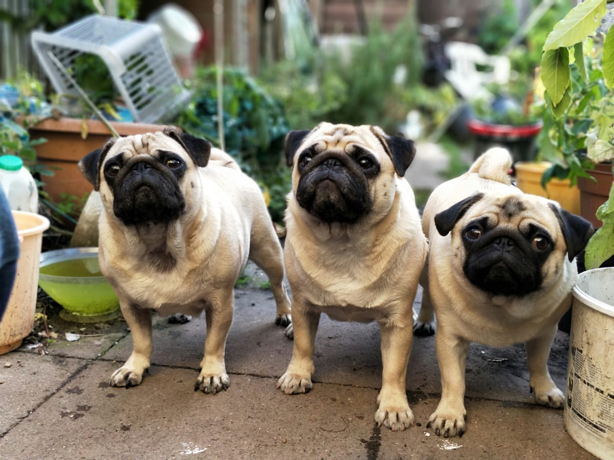 Celebrating the Launch of Club Pug With Fun Giveaways