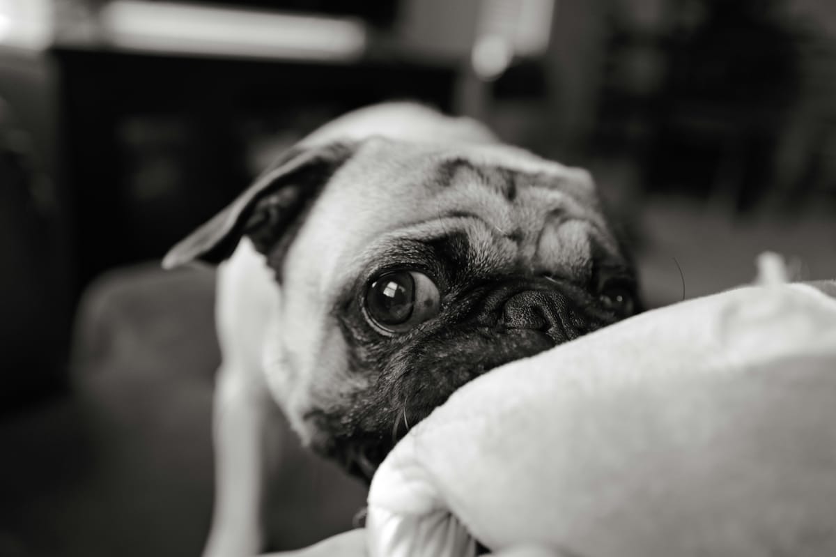 Are Pugs Good Dogs? Pros, Cons & What No One Tells You