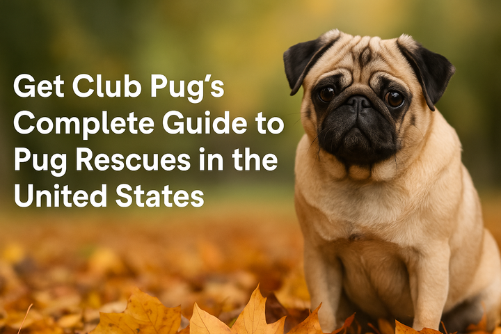 Discover Your Nearest Pug Rescue: Download Club Pug’s Complete Guide to Pug Rescues in the United States