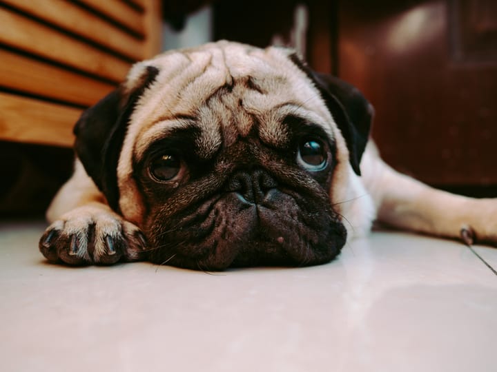 How to Support Pug Rescue in Your Area: More Than Just Donations