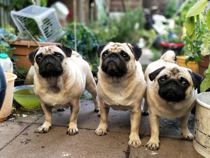 Celebrating the Launch of Club Pug With Fun Giveaways