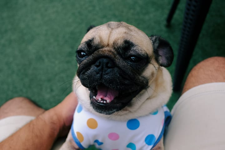 Your Directory to Veterinary Dental Care in Greater Seattle
